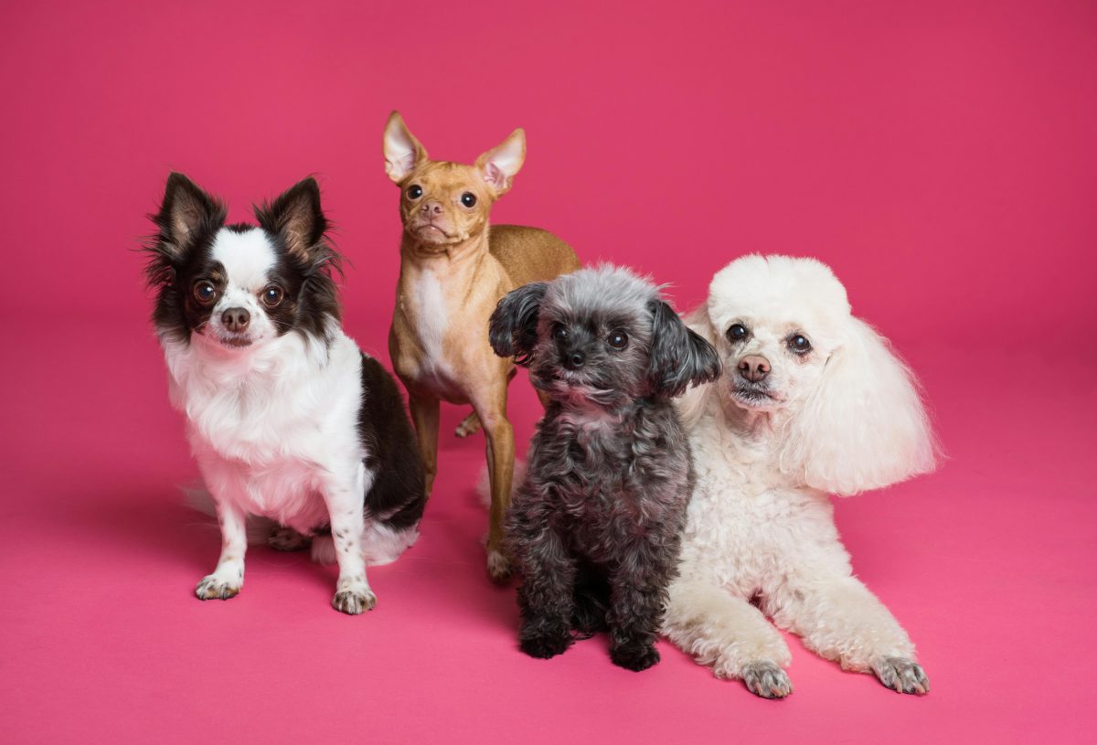 Buying Pet Insurance : Is It Worth it?